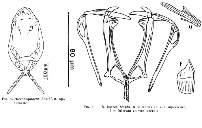 Dicranophorus kostei - Original description image