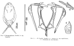 Dicranophorus kostei