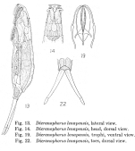 Dicranophorus lenapensis - Original description image