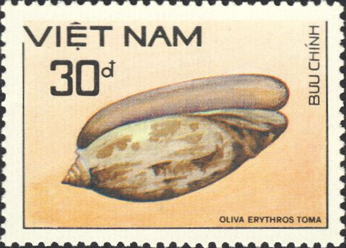 Oliva erythrostoma Oliva erythrostoma
