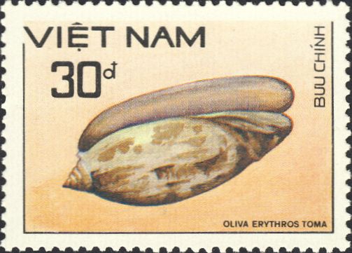 Oliva erythrostoma