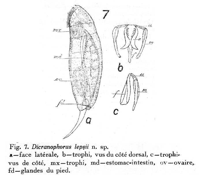 Dicranophorus lepsii - Original description image