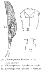 Dicranophorus leptodon - Original description image