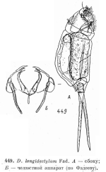 Dicranophorus longidactylum