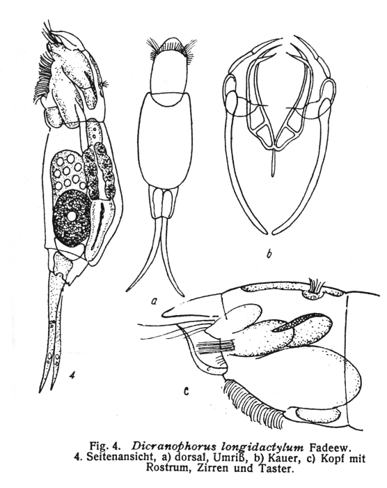 Dicranophorus longidactylum - Original description image