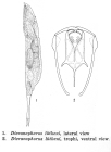 Dicranophorus luetkeni