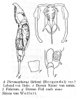 Dicranophorus luetkeni
