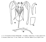Dicranophorus luetkeni