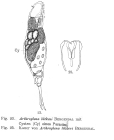 Dicranophorus luetkeni