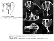 Dicranophorus luetkeni