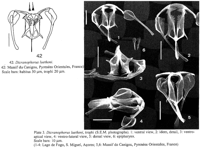 Dicranophorus luetkeni Dicranophorus luetkeni