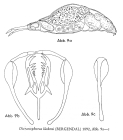 Dicranophorus luetkeni