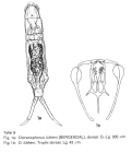 Dicranophorus luetkeni