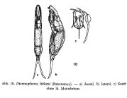 Dicranophorus luetkeni