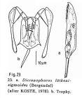 Dicranophorus luetkeni