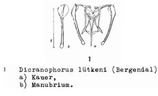 Dicranophorus luetkeni