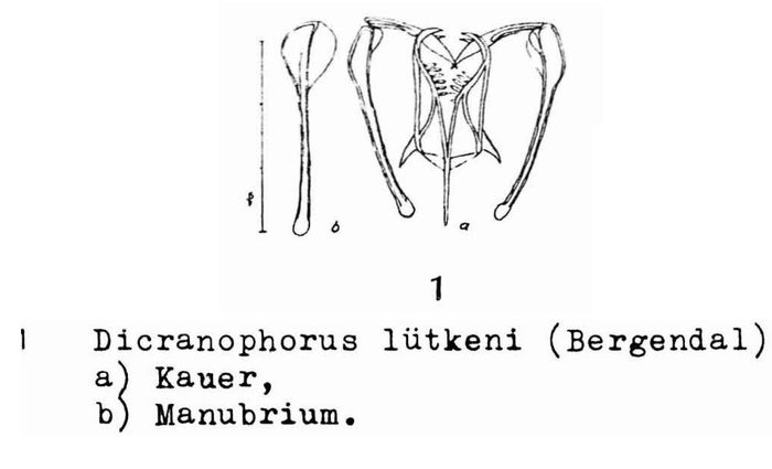 Dicranophorus luetkeni Dicranophorus luetkeni