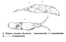 Dicranophorus luetkeni
