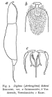 Dicranophorus luetkeni