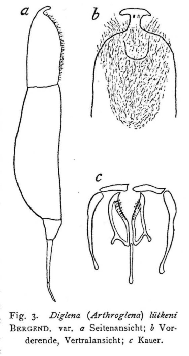 Dicranophorus luetkeni Dicranophorus luetkeni