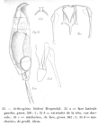 Dicranophorus luetkeni