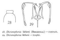 Dicranophorus luetkeni