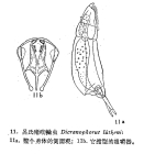 Dicranophorus luetkeni
