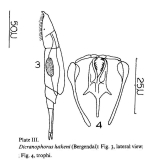 Dicranophorus luetkeni