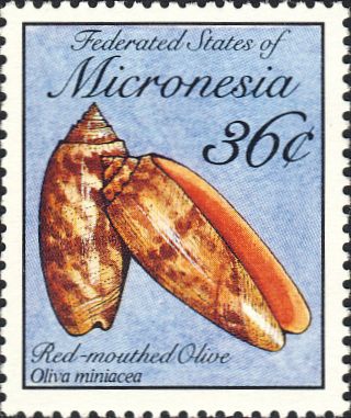 Oliva miniacea Oliva miniacea
