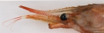 Pandalus montagui Leach, 1814 