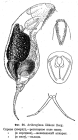 Dicranophorus luetkeni
