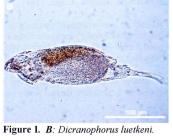 Dicranophorus luetkeni