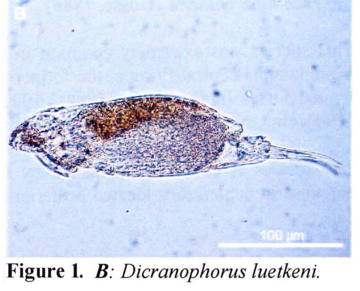 Dicranophorus luetkeni Dicranophorus luetkeni