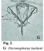 Dicranophorus luetkeni