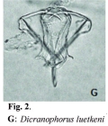 Dicranophorus luetkeni