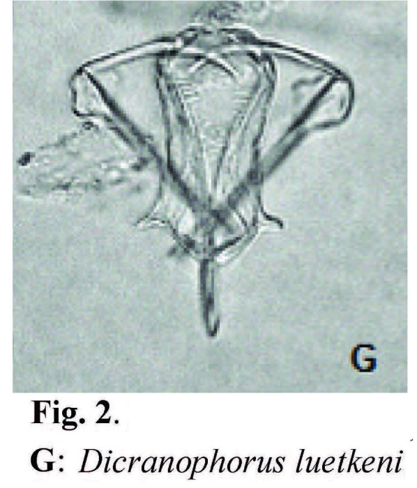 Dicranophorus luetkeni Dicranophorus luetkeni