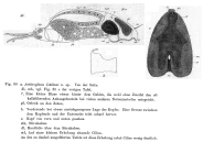 Dicranophorus luetkeni