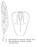 Dicranophorus mesotis - Original description image