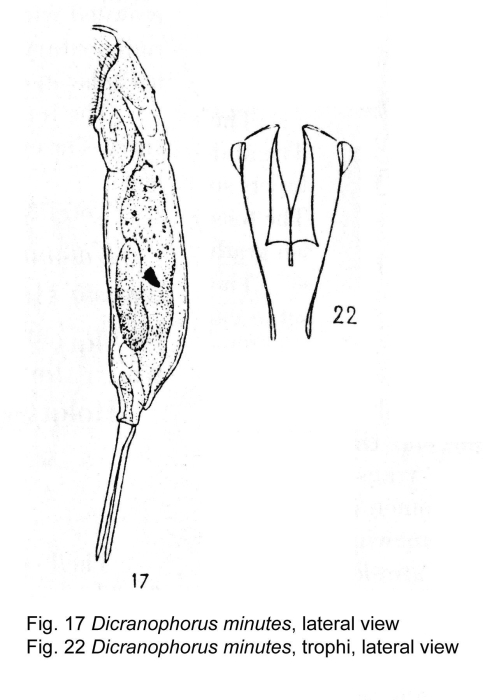 Dicranophorus minutes - Original description image