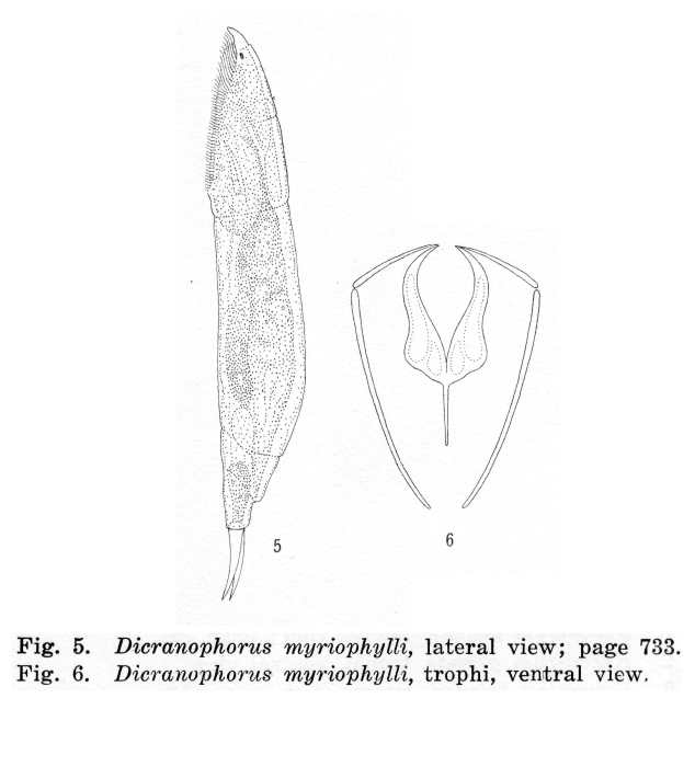 Dicranophorus myriophylli