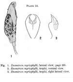 Dicranophorus myriophylli