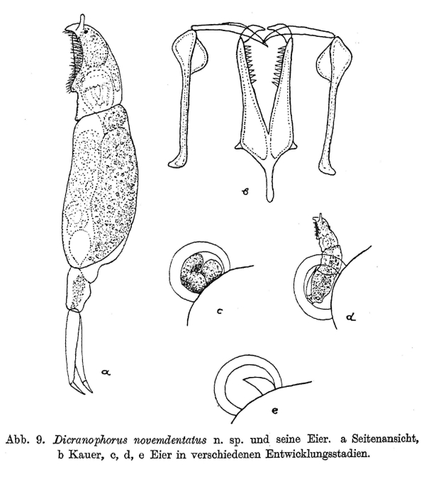 Dicranophorus novemdentatus - Original description image