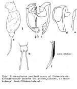 Dicranophorus pauliani - Original description image