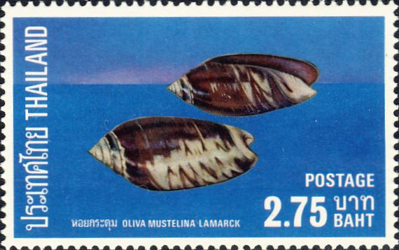 Oliva mustellina Oliva mustellina