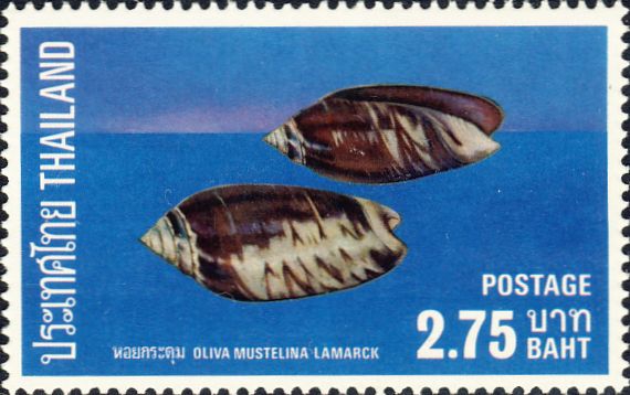 Oliva mustellina