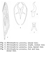 Dicranophorus pennatus - Original description image