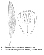 Dicranophorus ponerus - Original description image
