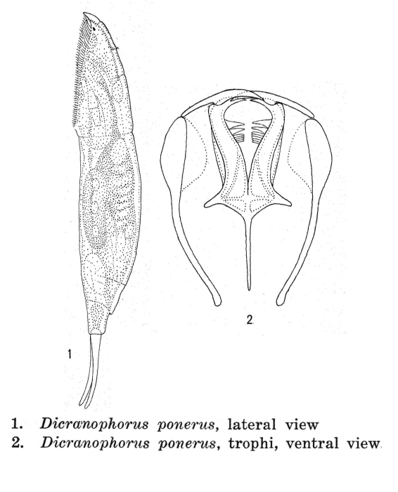 Dicranophorus ponerus - Original description image