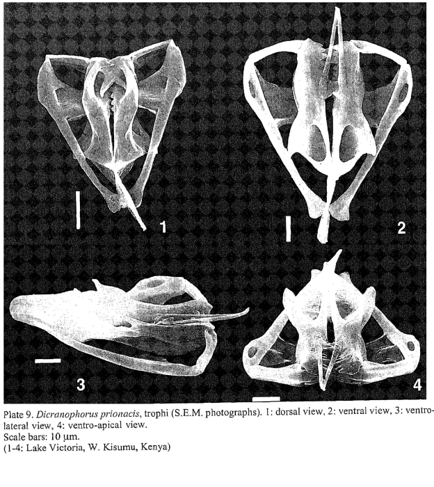 Dicranophorus prionacis