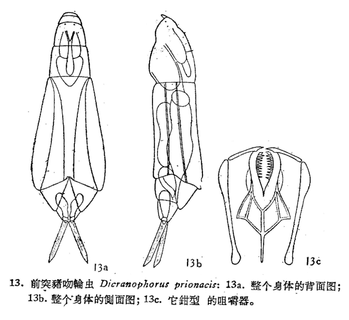 Dicranophorus prionacis